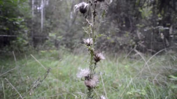Ξηρό φυτό γαϊδουράγκαθο — Αρχείο Βίντεο