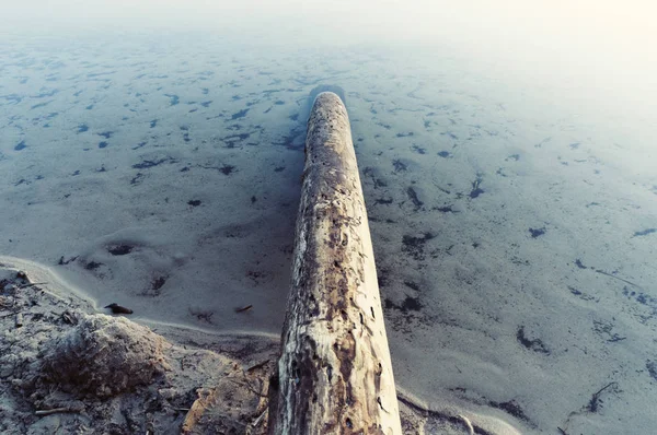 huge tree trunk submerged into lake\'s water by twilight