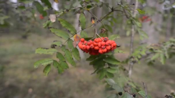 Ramo de rowanberry maduro — Vídeo de Stock
