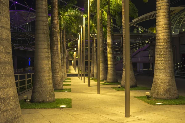 Огромные Пальмы Пешеходной Дорожкой Сингапуре — стоковое фото