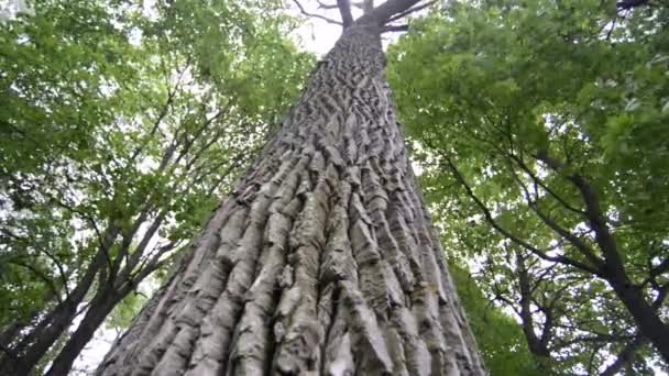 Árbol gigante en el bosque — Vídeo de stock