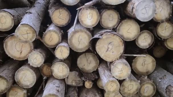 Wooden logs sorting — Stock Video