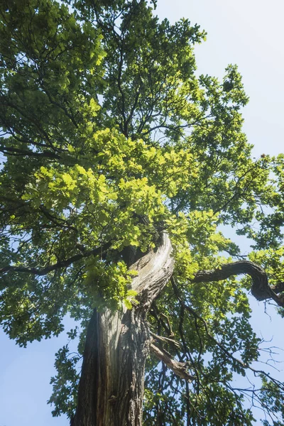 Big Bent Oak Tree Taken — Stock Photo, Image