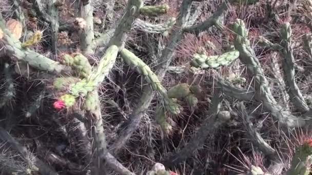 ペルーの山々 に多くの花サボテンの植物 — ストック動画