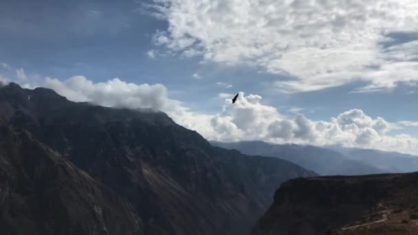 Flying condor in mountains — Stock Video