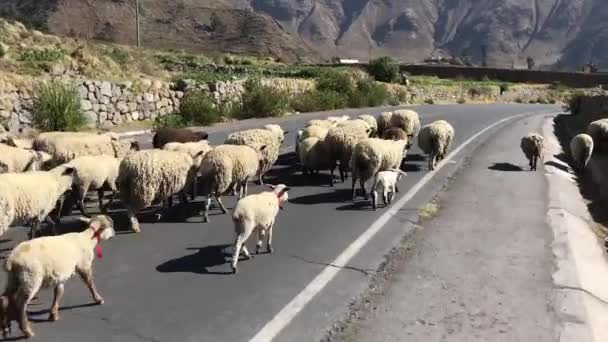 Стадо овец — стоковое видео