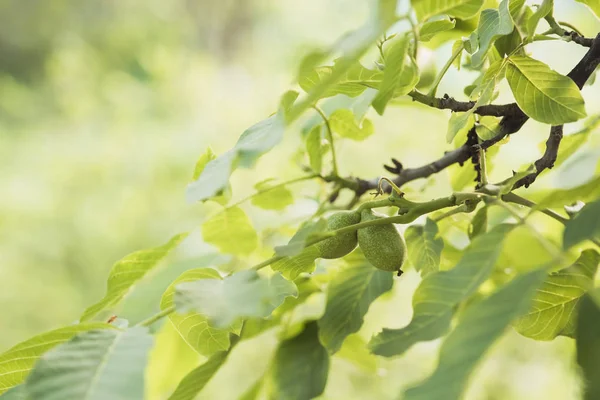 Fresh Green Walnut Tree Branch Ripening Fruits Summer Evening — Stock Photo, Image