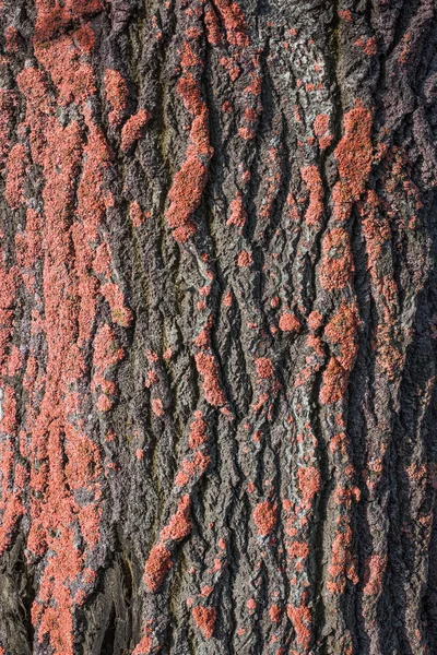 Alte Moosige Baumrinde Baum Detaillierten Hintergrund — Stockfoto