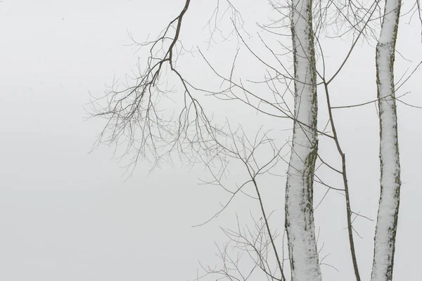 Ramas Desnudas Del Árbol Contra Fondo Blanco Nieve —  Fotos de Stock