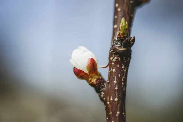 Открытие Небольшого Цветка Ветке Дерева Весной — стоковое фото