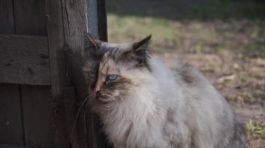 kedi ahır içine gidiyor