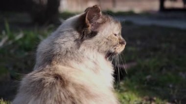 rahatlatıcı açık havada kedi