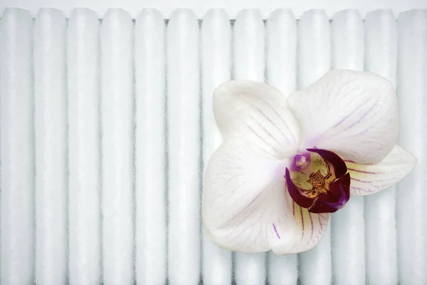 Орхидея на фильтре — стоковое фото