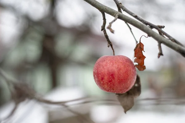 Τελευταίο μήλο στο δέντρο — Φωτογραφία Αρχείου