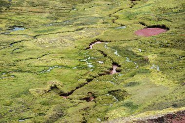 kırmızı renk dağ baharı
