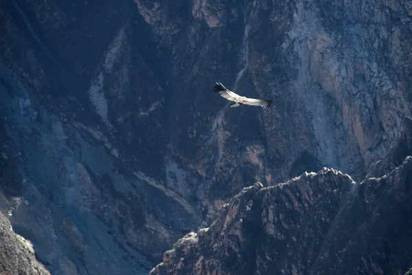 Condor uçuş Peru — Stok fotoğraf