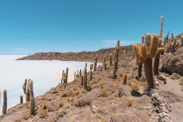 玻利维亚Uyuni盐滩独特的Incahuasi岛 由巨大的仙人掌覆盖 — 图库照片