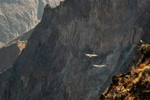 Zwei Kondore Fliegen Morgen Die Schlucht — Stockfoto