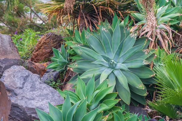 둘러싸여 녹색식물 — 스톡 사진