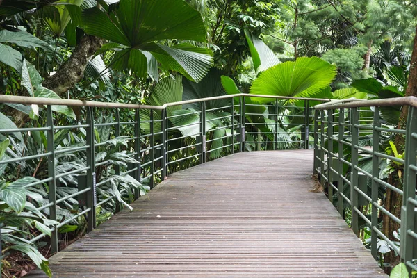 Singapur Daki Tropikal Orman Çalılıklarında Metalik Tırabzanları Olan Yaya Yolu Telifsiz Stok Imajlar