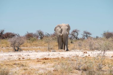 Güneşli bir günde Namibya çölünde vahşi bir fil 