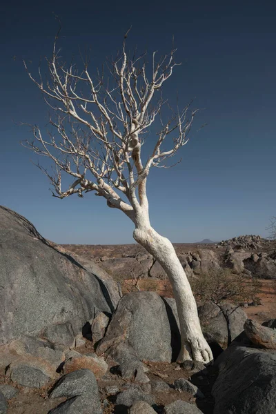 纳米比亚沙漠中岩石间生长着美丽的莫林加树 — 图库照片