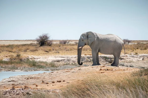 Divoký Slon Poblíž Vodní Díry Národní Rezervaci Etosha Namibii — Stock fotografie