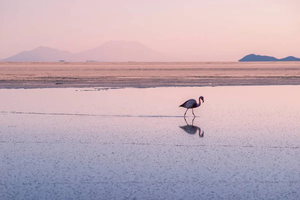 阳光灿烂的夜晚 玻利维亚Salar Uyuni的一只孤独的火烈鸟 — 图库照片