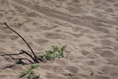 Şube, bitki ve deniz sahil kumu taşlar