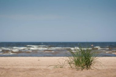sahil kumu ile deniz arka planda üzerinde bitki