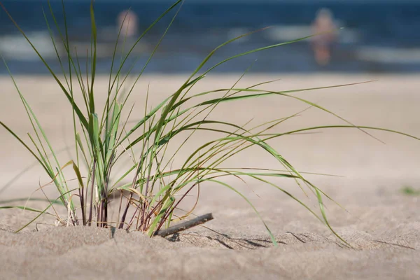 Plantera Sandstrand Med Människor Simma Ett Hav Bakgrunden — Stockfoto