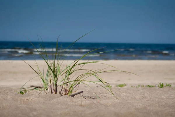 Plantera Sandstrand Med Havet Bakgrunden — Stockfoto
