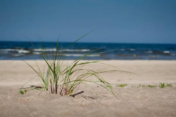 Plante Sur Plage Sable Avec Mer Arrière Plan — Photo