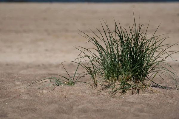 夏日热沙滩沙植物 — 图库照片