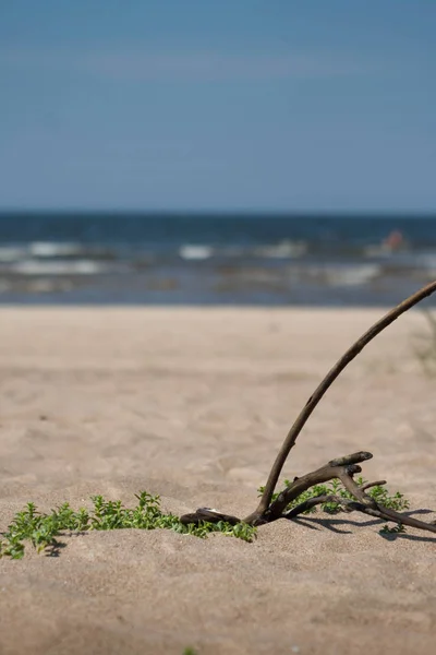 Branch Planten Stenen Zee Strand Zand Met Zee Achtergrond — Stockfoto