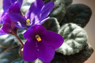 African violet çiçek veya menekşe saintpaulias çiçek leylak