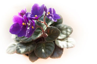 African violet çiçek veya menekşe saintpaulias Lila çiçek beyaz arka plan üzerinde bir tencerede
