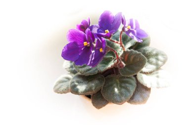 African violet çiçek veya menekşe saintpaulias Lila çiçek beyaz arka plan üzerinde bir tencerede