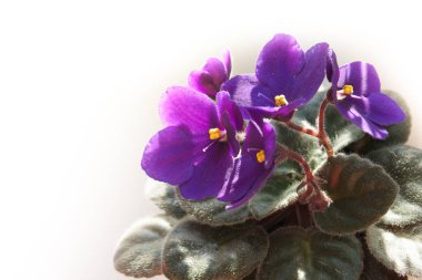 African violet çiçek veya menekşe saintpaulias Lila çiçek beyaz arka plan üzerinde bir tencerede