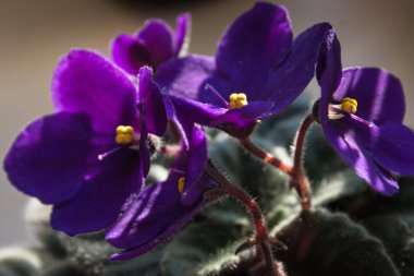African violet çiçek veya menekşe saintpaulias çiçek leylak