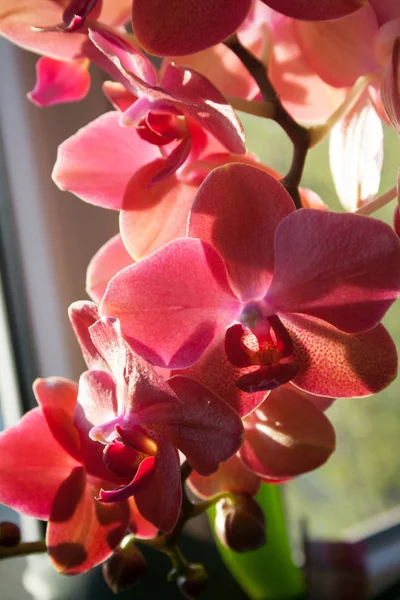 Blossoming Violet Orchid Closeup Pot Window Sill — Stock Photo, Image