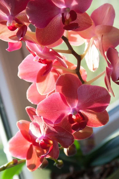 Blossoming Violet Orchid Closeup Pot Window Sill — Stock Photo, Image