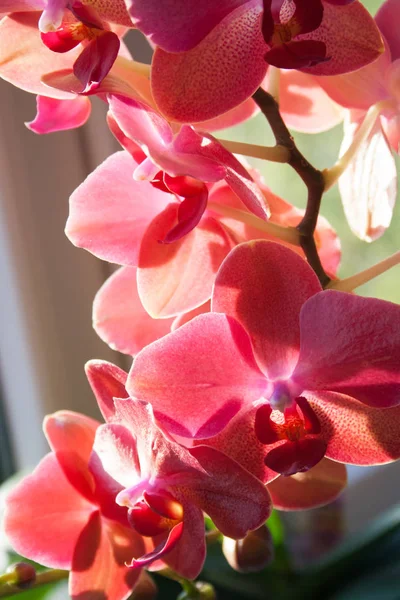 Цветущая Фиолетовая Орхидея Крупным Планом Горшке Подоконнике — стоковое фото