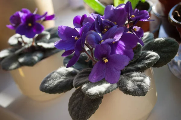 African Violet Flower Violet Saintpaulias Flowers Lilac Pot Window Sill — Stock Photo, Image