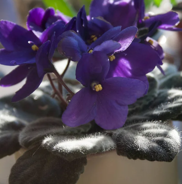 african violet flower or violet saintpaulias flowers lilac in a pot on window sill