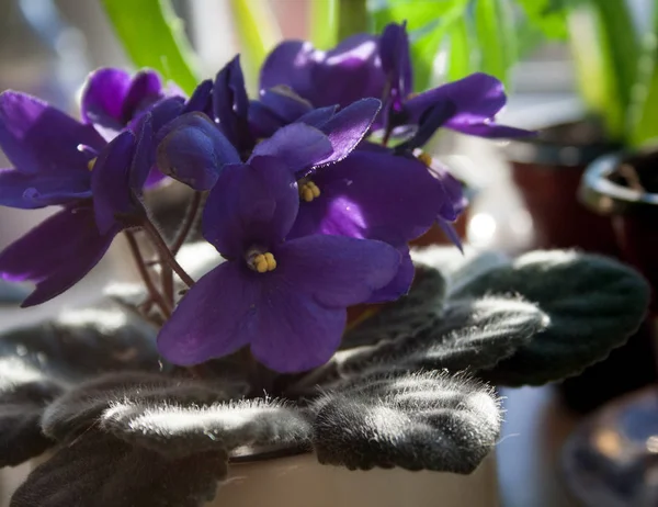 African Violet Flower Violet Saintpaulias Flowers Lilac Pot Window Sill — Stock Photo, Image