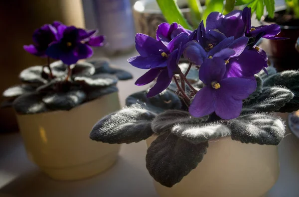 African Violet Flower Violet Saintpaulias Flowers Lilac Pot Window Sill — Stock Photo, Image