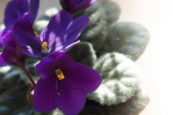 African Violet Flower Violet Saintpaulias Flowers Lilac — Stock Photo, Image