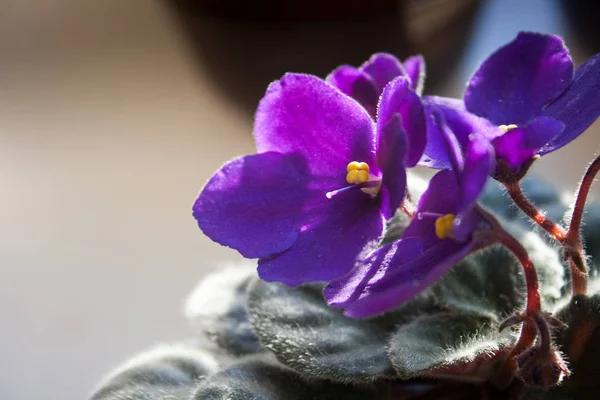 Flor Violeta Africana Saintpaulias Violeta Flores Lila — Foto de Stock