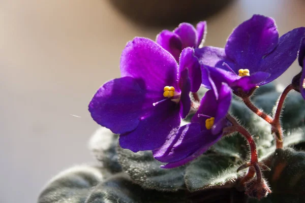 African Violet Flower Violet Saintpaulias Flowers Lilac — Stock Photo, Image